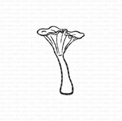 Afbeeldingen van Chanterelle - stempel - Gummiapan